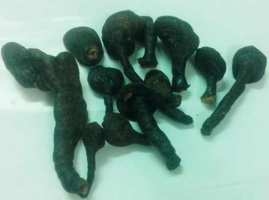 Nấm linh chi tuyết chỉ c&oacute; ở v&ugrave;ng n&uacute;i sapa